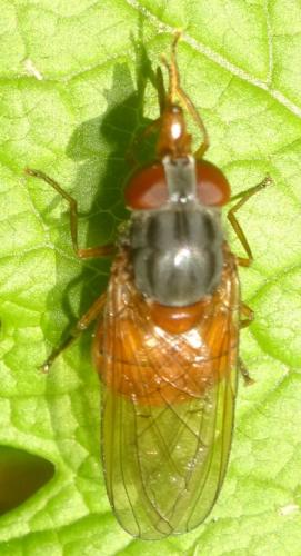 Rhingia rostrata